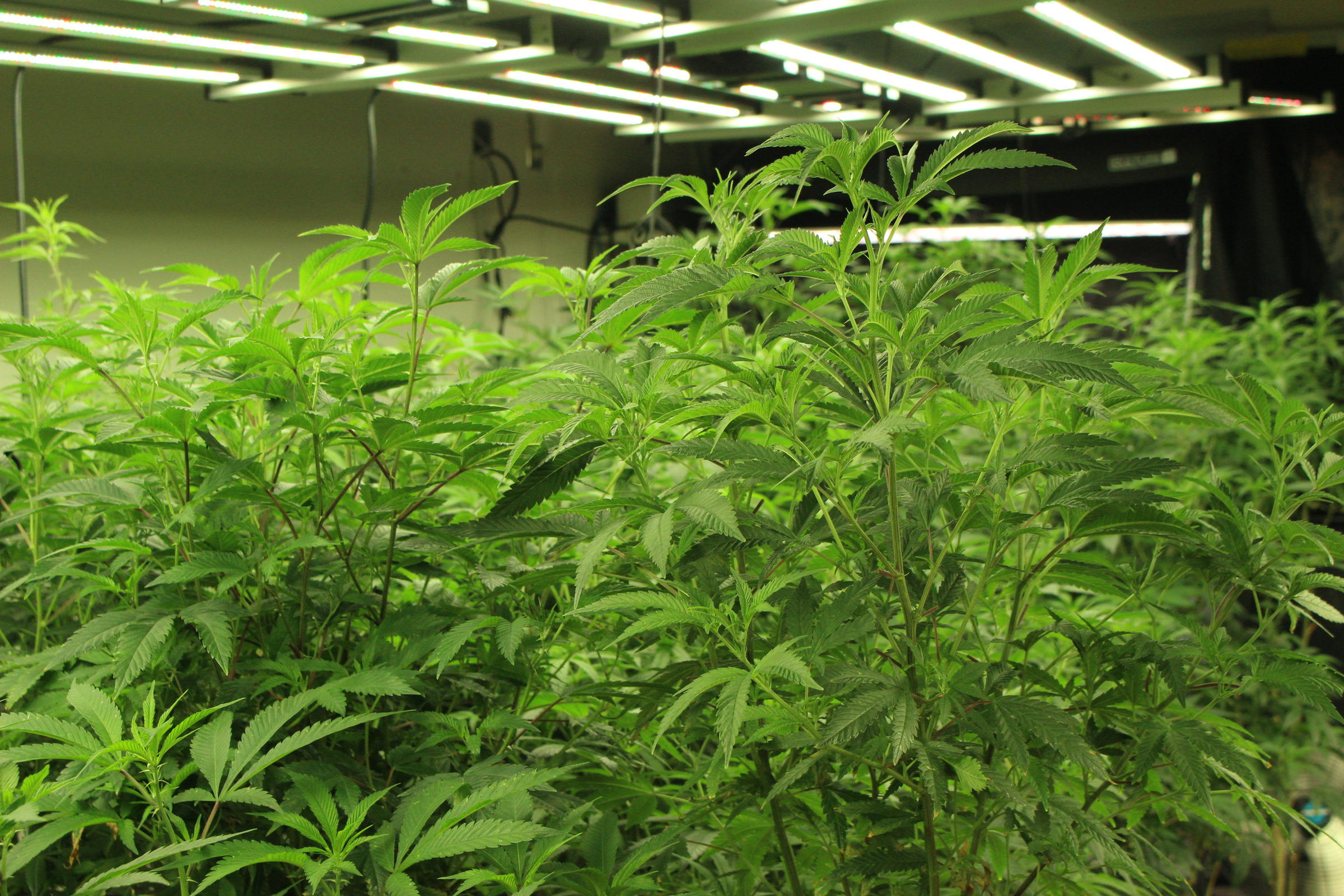 Rows of cannabis plants under lighting bars in the Dave's Budz grow room