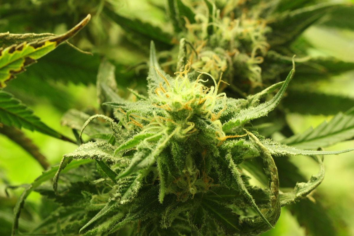 A flowering cannabis top under the lights in the Dave's Budz grow room