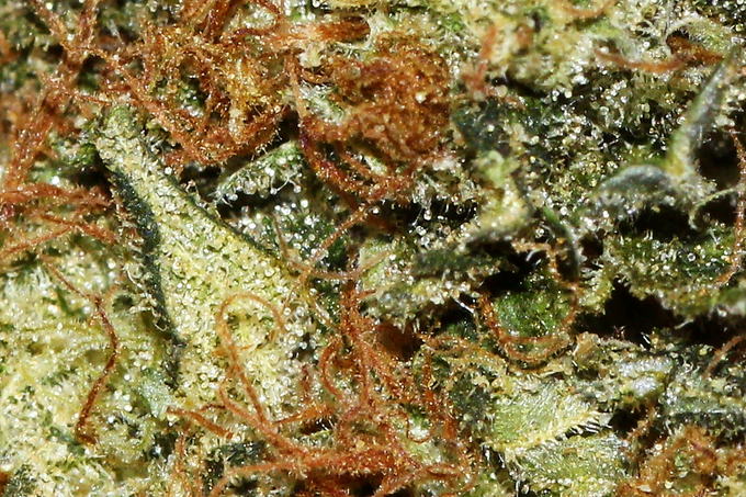A frosted bract in deep shadow, Grapefruit Chem D