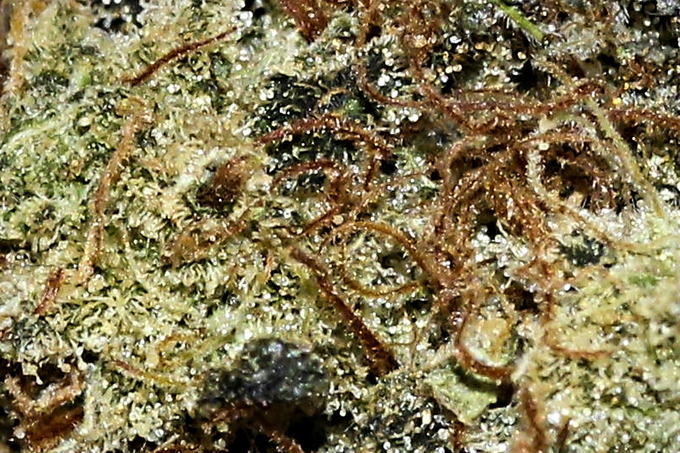 Dense white resin against dark leaf, Grapefruit Chem D