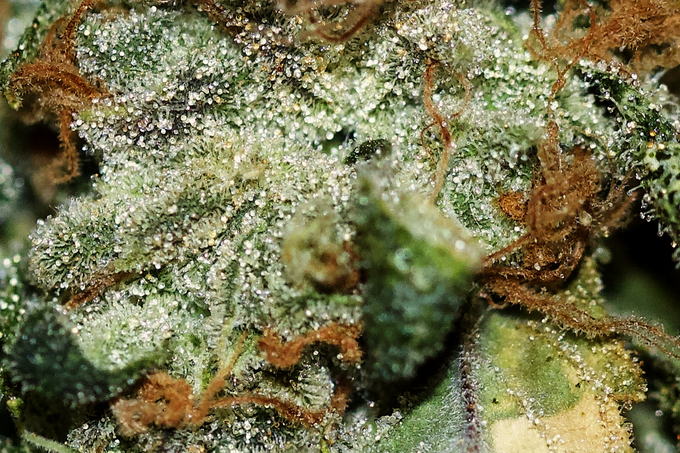 Clear-headed trichomes over a green bract, Sour Diesel