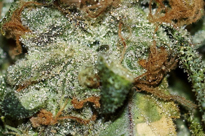 Resin heads catching the light, Sour Diesel