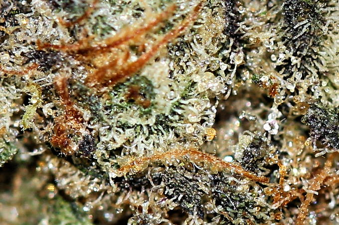 Frosted heads and a single orange pistil, Super Boof
