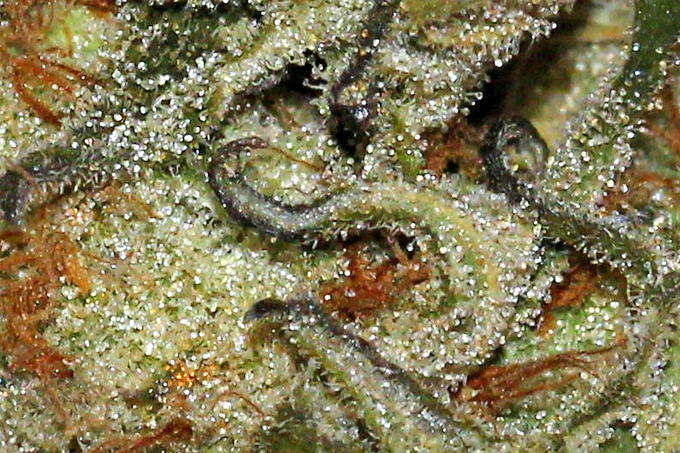 Long grey-green pistils threading through resin, Teahouse