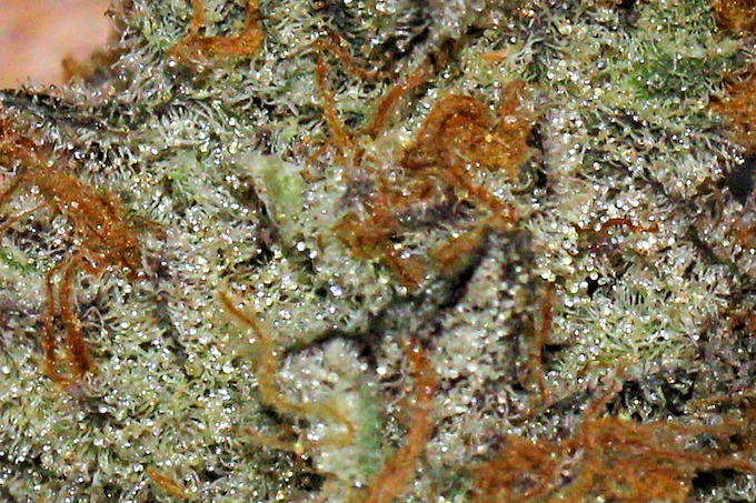 Silvery frost over a dark leaf, Third Eye Kind